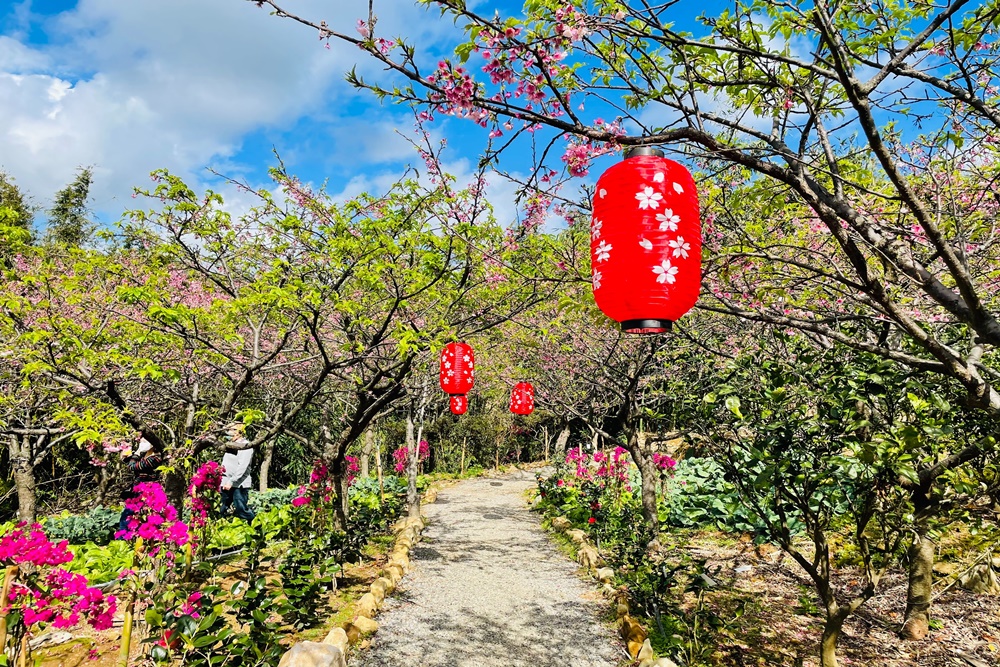 大埔農場紗帽山賞櫻秘境，門票100元漫步日本風櫻花步道