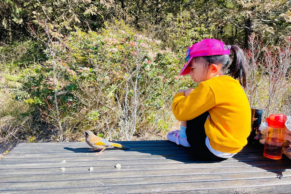 觀霧國家森林遊樂區雲霧步道