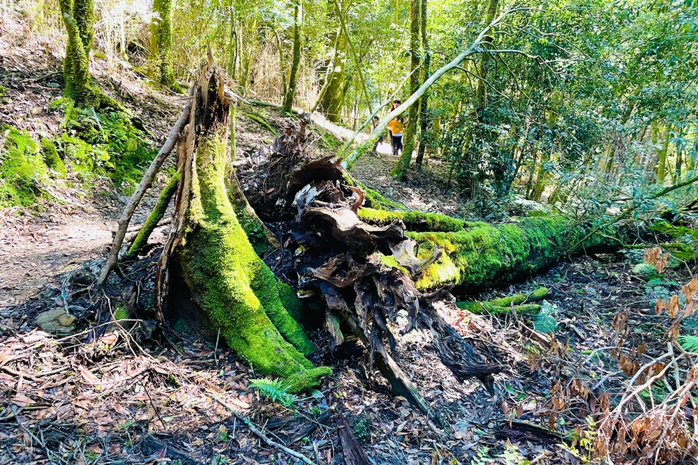 觀霧山莊蜜月小徑