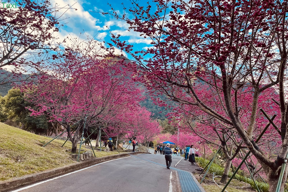 嘉義阿里山彌陀禪寺最新花況，交通以及停車資訊分享