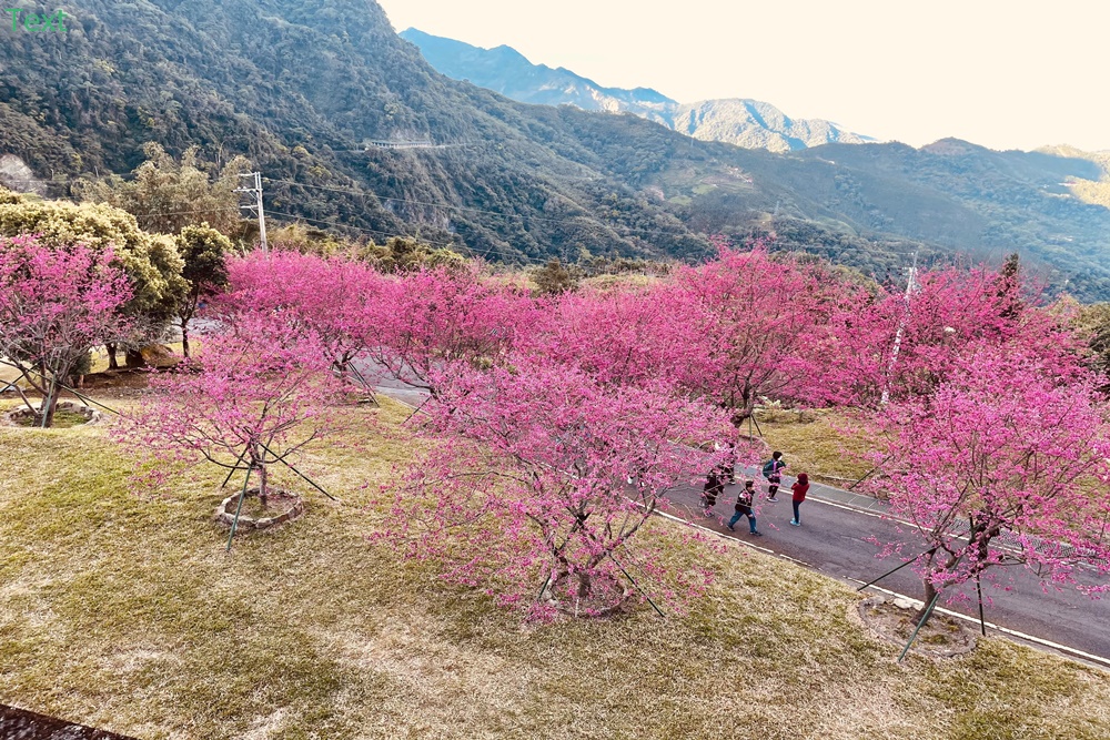 嘉義阿里山彌陀禪寺最新花況，交通以及停車資訊分享