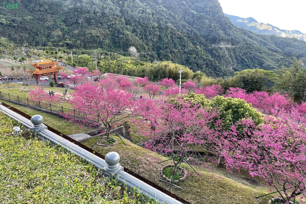 嘉義阿里山彌陀禪寺最新花況，交通以及停車資訊分享