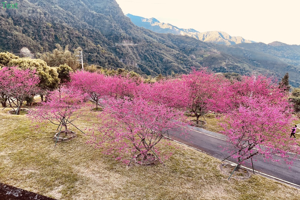 嘉義阿里山彌陀禪寺最新花況，交通以及停車資訊分享