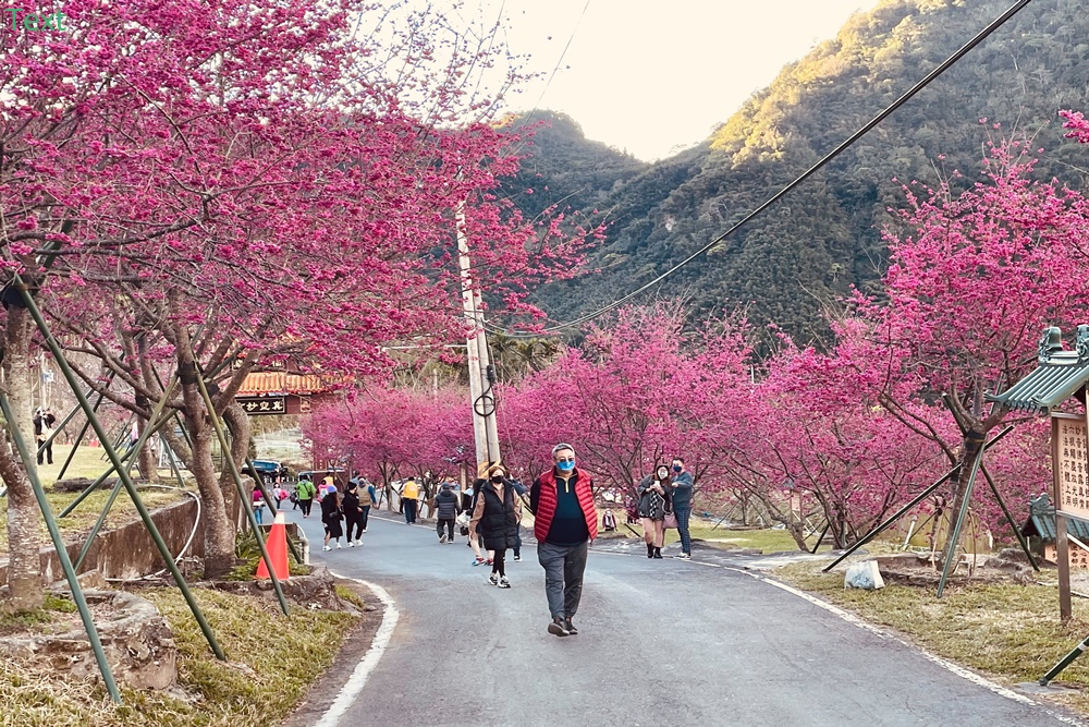 嘉義阿里山彌陀禪寺最新花況，交通以及停車資訊分享