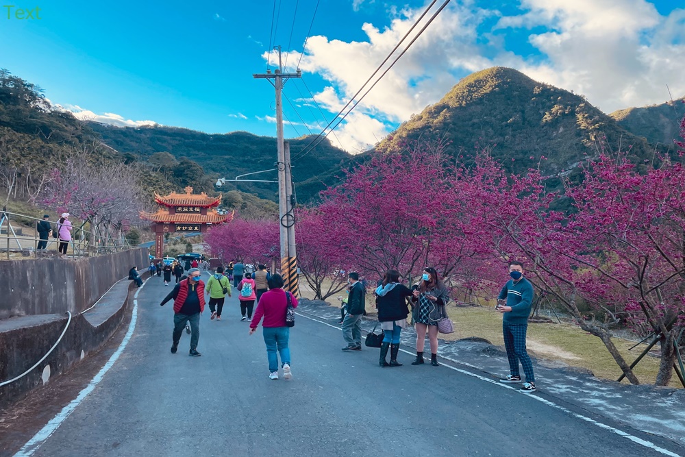 嘉義阿里山彌陀禪寺最新花況，交通以及停車資訊分享