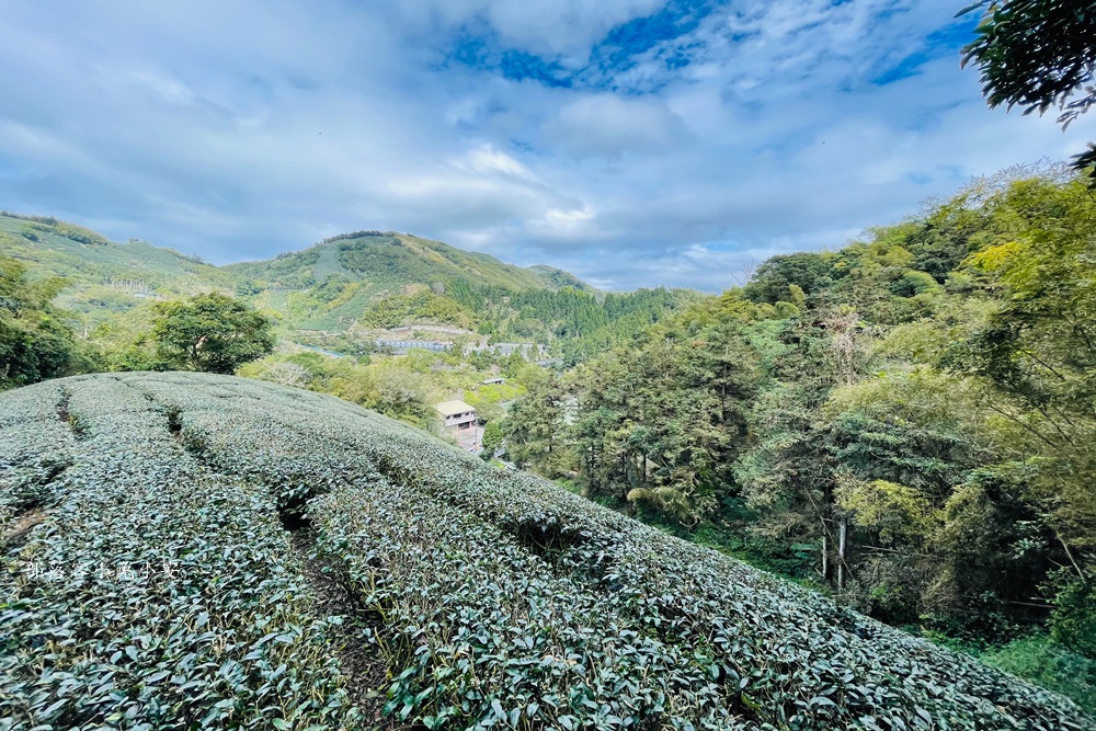 嘉義梅山【孝子路步道】健走超美綠竹林與綠色山路打卡點