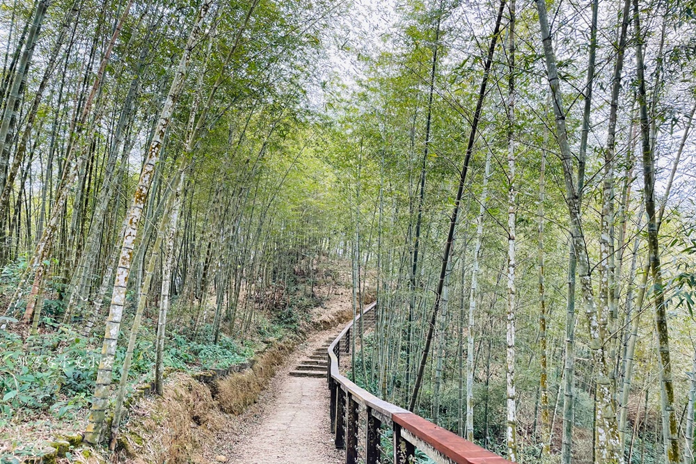 嘉義梅山【孝子路步道】健走超美綠竹林與綠色山路打卡點