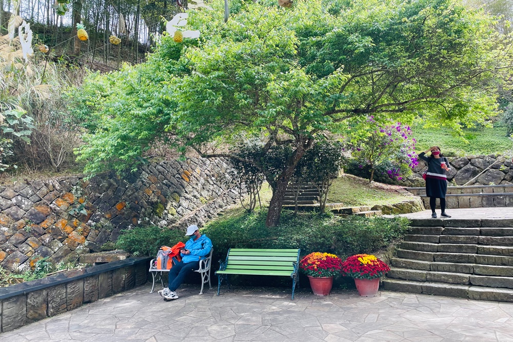 嘉義梅山【孝子路步道】健走超美綠竹林與綠色山路打卡點