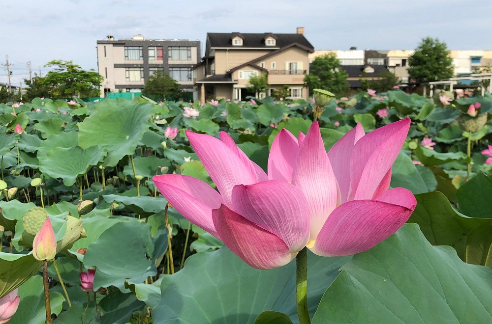 宜蘭新秘境》冬山河休閒農業區兩天一夜，鴨母船河道漂流，鴨寮餵小鴨吃飯