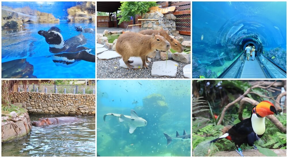 來逛動物園、海洋公園放鬆一下，在家也能看河馬，水豚君就是這麼簡單 @小兔小安*旅遊札記