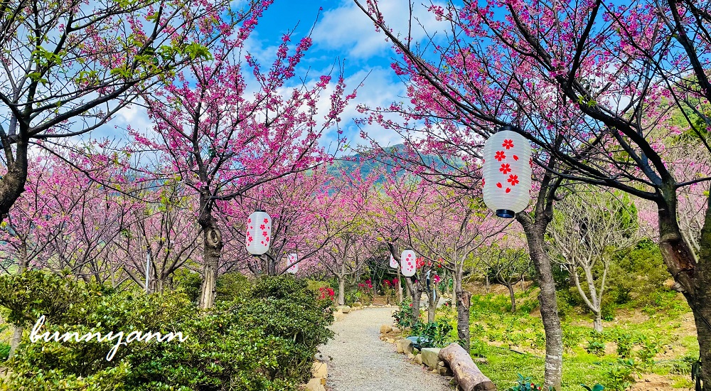 大埔農場紗帽山賞櫻秘境，門票100元漫步日本風櫻花步道 @小兔小安*旅遊札記