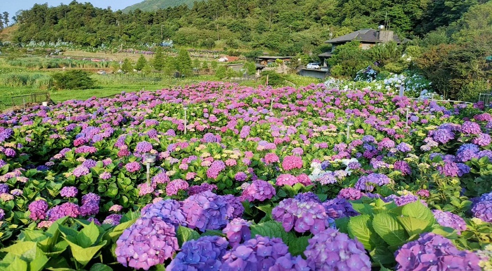 竹子湖「大賞園」繽紛繡球花田，IG打卡夢幻花海超美!! @小兔小安*旅遊札記