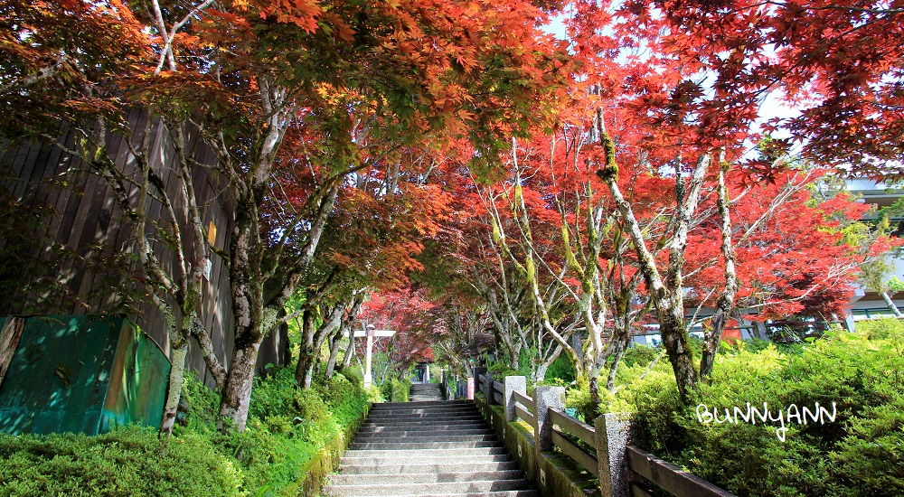 宜蘭太平山莊紅葉隧道，夏季超美火紅紫葉槭韻染翠綠山嵐