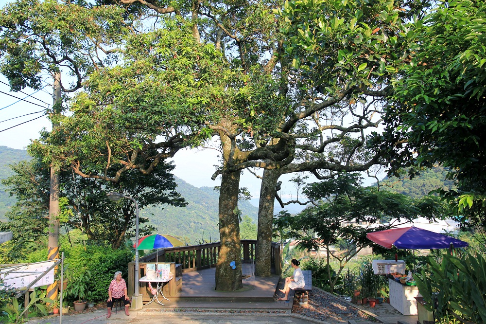 內湖景點｜夫妻樹