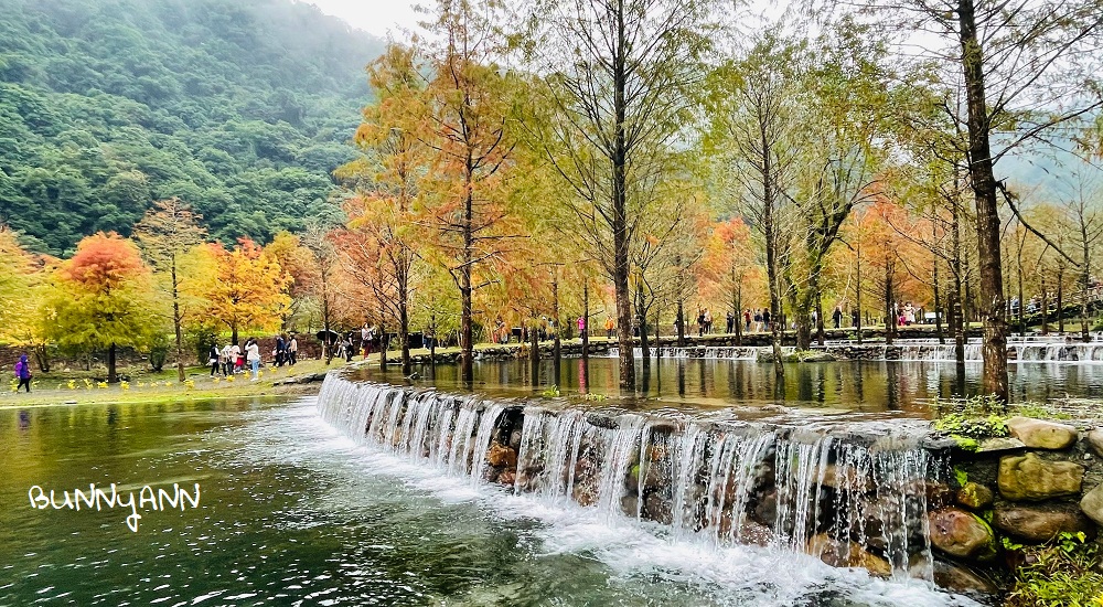 宜蘭三層坪農塘教育園區夠美嗎?漫步階梯水塘落羽松小徑