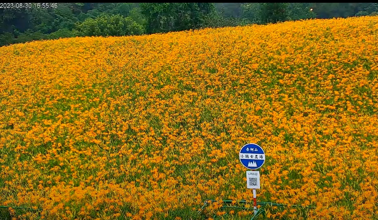 赤科山金針花海｜帶你玩赤科農場一日遊，最新花況一篇搞定