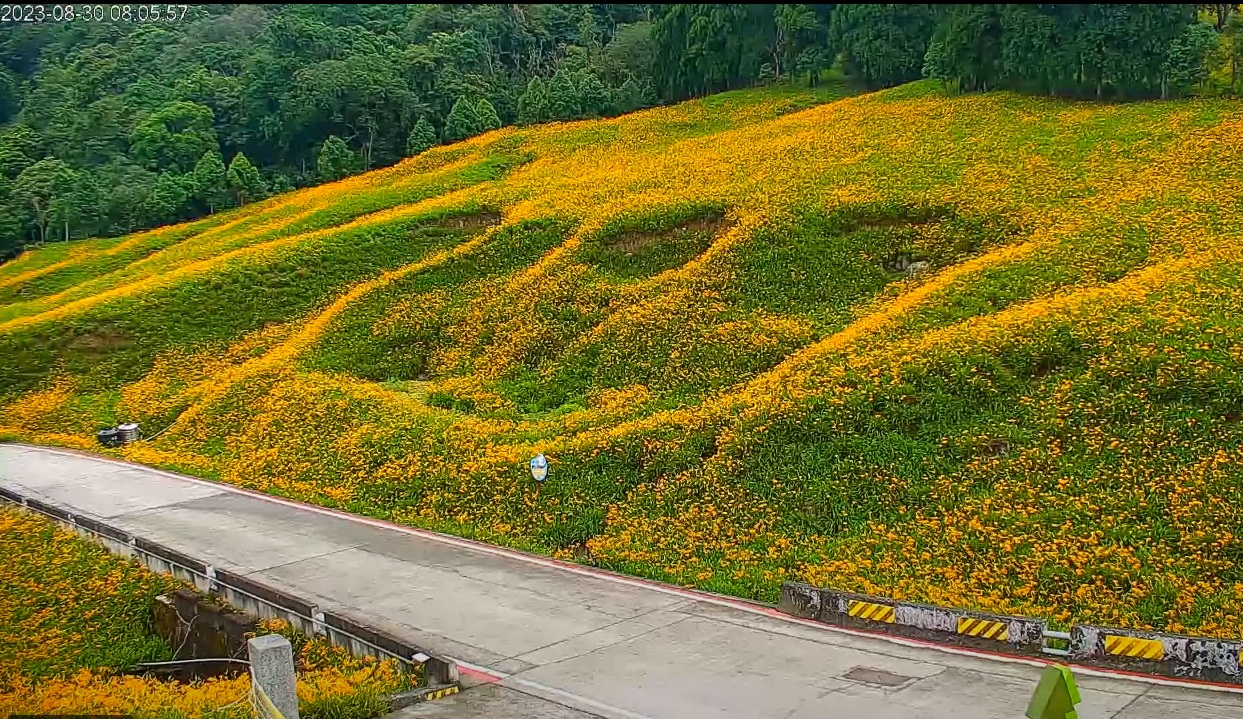 赤科山金針花海｜帶你玩赤科農場一日遊，最新花況一篇搞定