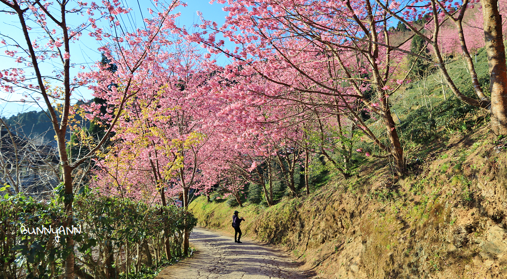 2023【新竹步道推薦】精選10個登山步道與森林景點懶人包