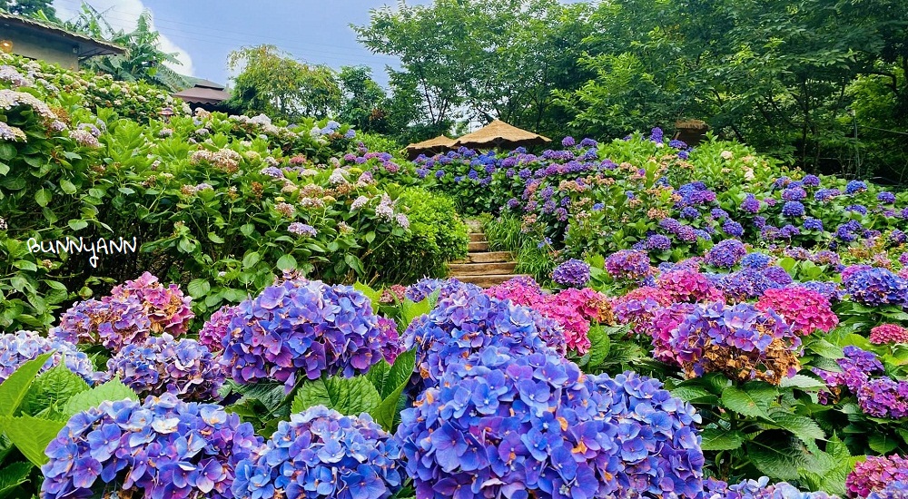 台北竹子湖「曹家花田香」繡球花況與門票優惠整理 @小兔小安*旅遊札記