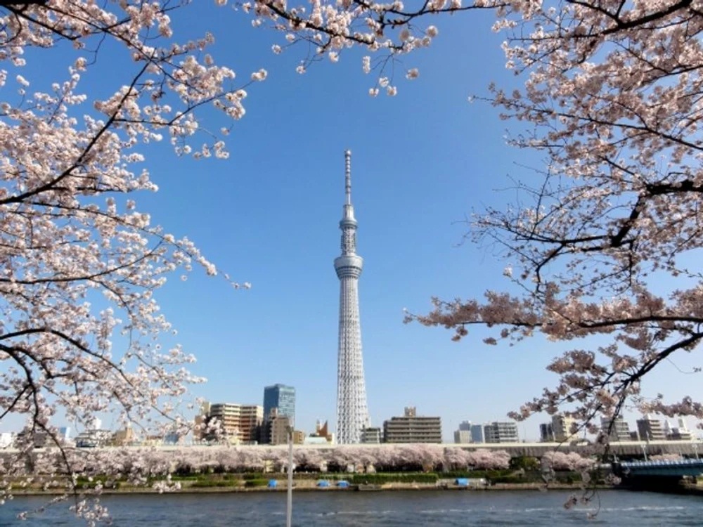 2024「東京景點」15個人氣景點，一起到日本東京自由行去