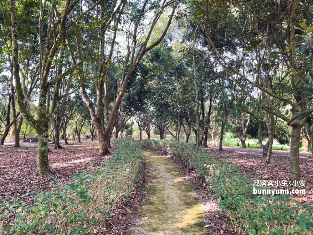 嘉義【觸口自然教育中心】免門票漫步森林公園與樹木館!