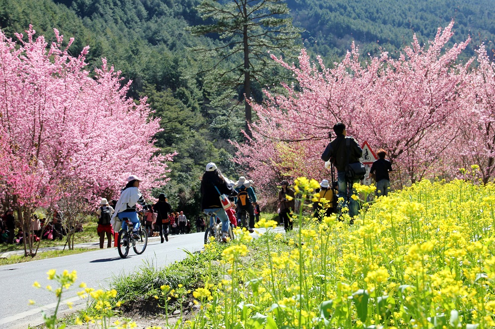 台中「武陵農場」超美櫻花季、農場住宿、武陵農場景點一次介紹。