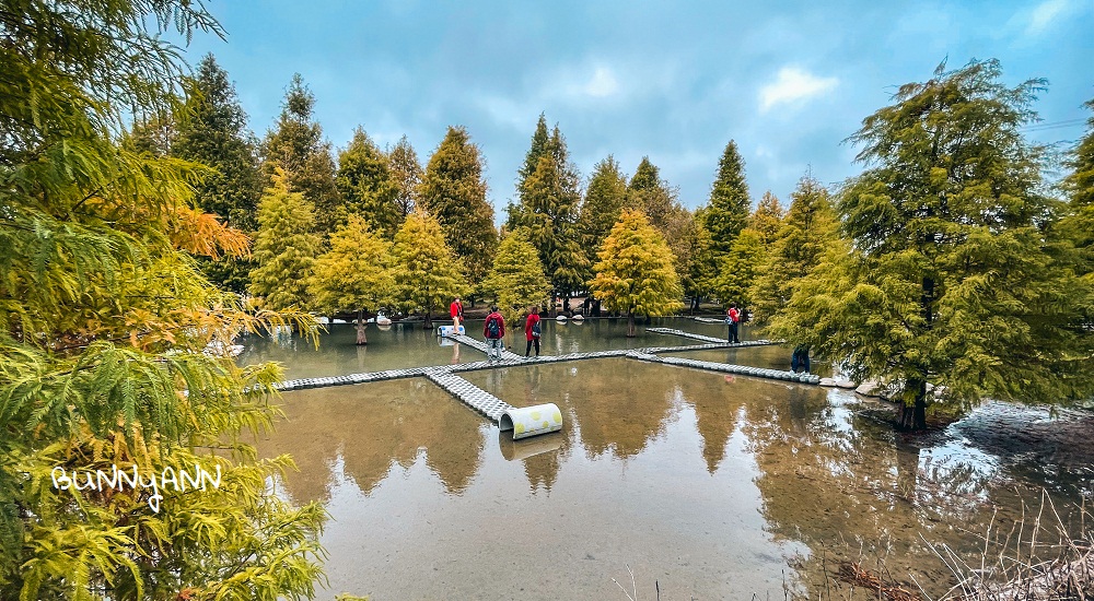 台中泰安落羽松》羽粼落羽松季附近景點一日遊這樣玩