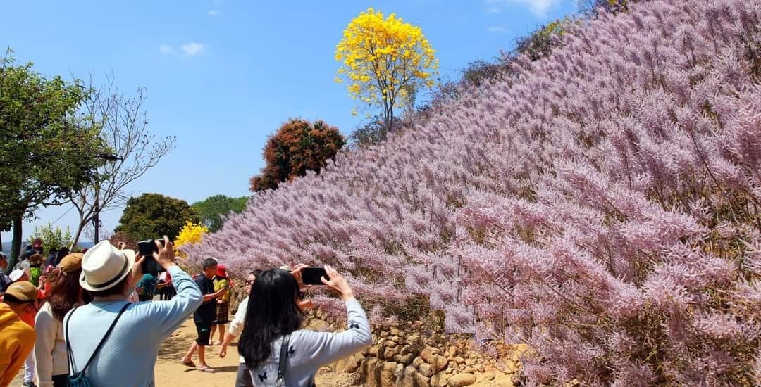 南投中寮【瑰蜜甜心玫瑰園】毛茸茸花海山丘，交通方式與門票介紹!!