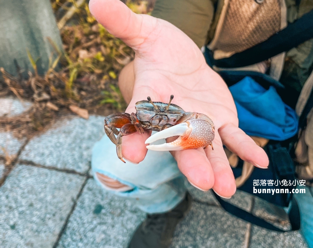 高美濕地親子生態導覽，一起漫步夕陽下探索濕地生態