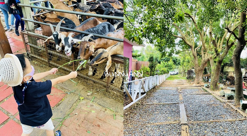 台中》益健乳羊牧場，不用入場費飼料又便宜，餵羊好地方