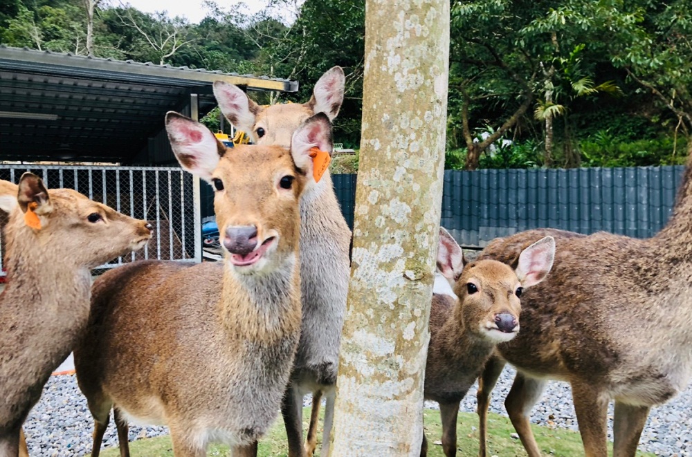 宜蘭【長埤湖精靈村】穿和服餵小動物，漫遊湖濱步道好悠閒