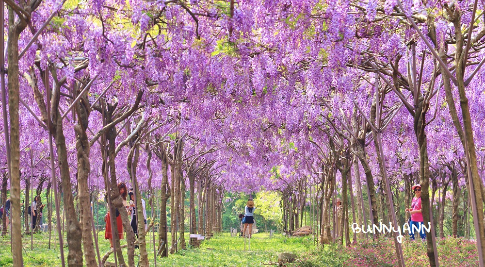 2022台灣紫藤花季懶人包，全台5個熱門美拍紫藤花地點 @小兔小安*旅遊札記