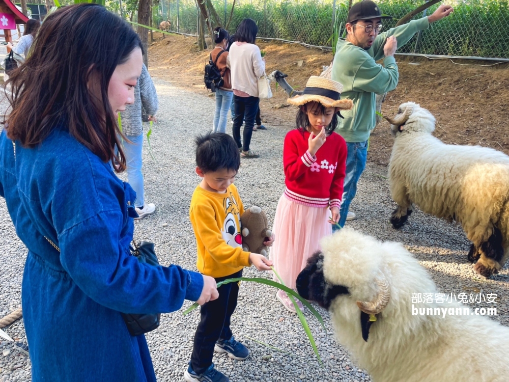 嘉義農場【咩咩上樹萌寵樂園】兩分鐘看完環境與門票資訊總整理