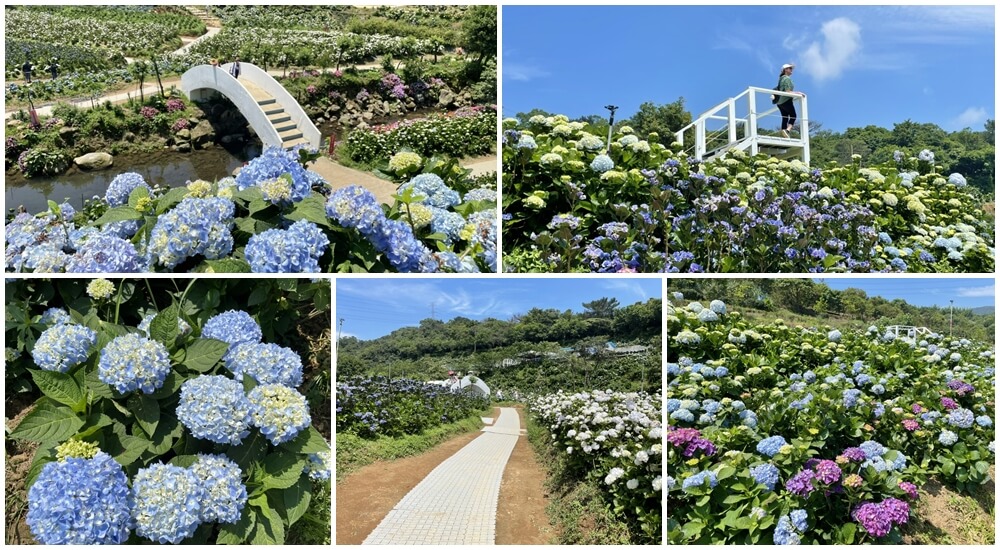 最新台灣賞花景點，春夏秋冬四季全台賞花攻略整理