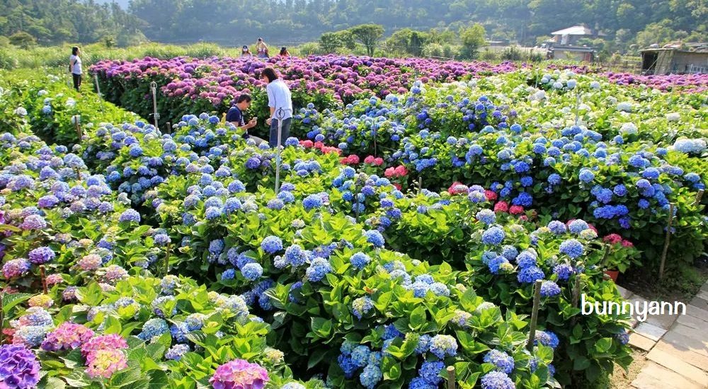 陽明山頂湖「財福繡球花園」大面積繡球花田美麗綻放 @小兔小安*旅遊札記