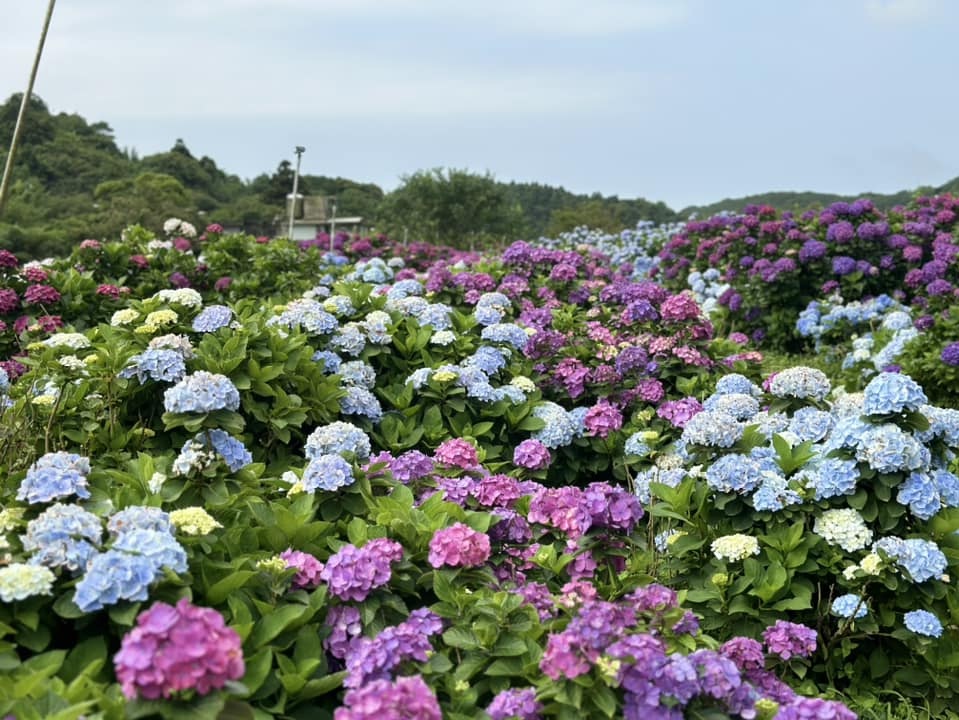 竹子湖「高家繡球花田水尾第二園區」賞花門票資訊分享