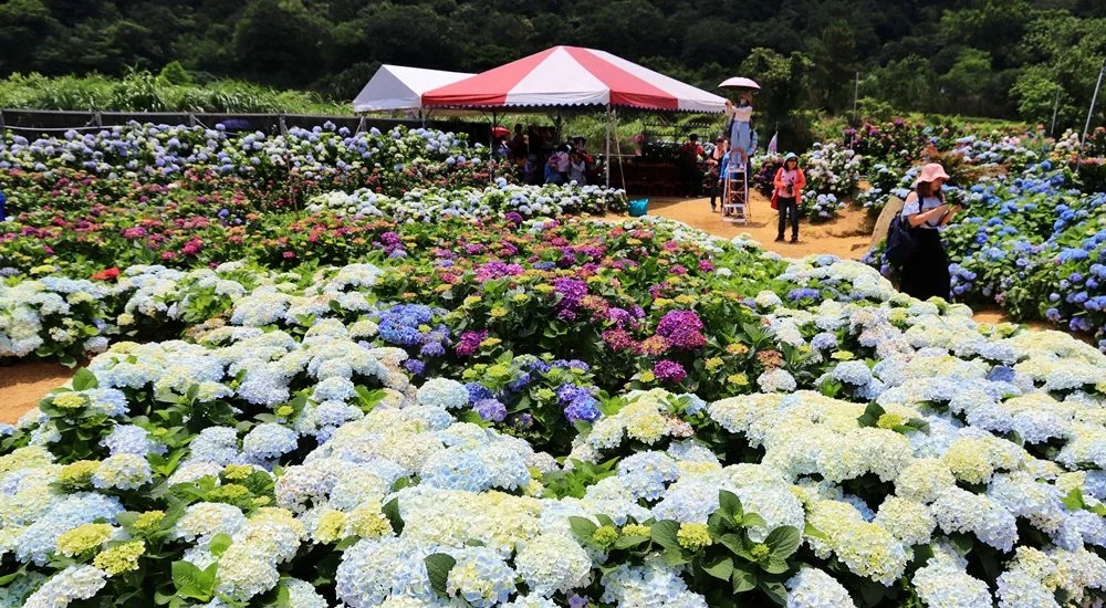 竹子湖「高家繡球花田水尾第二園區」賞花門票資訊分享